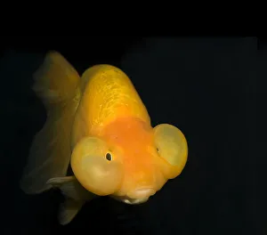 Bubble eye goldfish (Carassius auratus) with upward pointing eyes Bubble eye goldfish (Carassius auratus) with upward pointing eyes