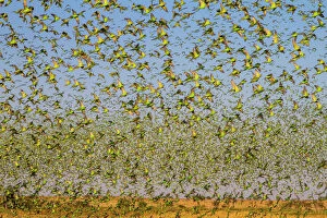Flock Collection: Budgerigars (Melopsittacus undulatus) flocking to find water, Northern Territory