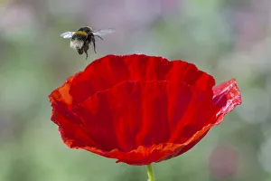 Buff-tailed bumblebee (Bombus terrestris) flying to Oriental poppy (Papaver orientale) Buff-tailed bumblebee (Bombus terrestris) flying to Oriental poppy (Papaver orientale)