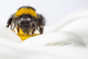Buff-tailed Bumblebee (Bombus terrestris) worker feeding on Ox-eye Daisy Buff-tailed Bumblebee (Bombus terrestris) worker feeding on Ox-eye Daisy