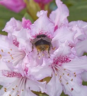Queen Bee of Bumblebee