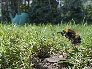 Maternal Care Gallery: Buff-tailed bumblebee (Bombus terrestris) queen about to land at her nest burrow in a