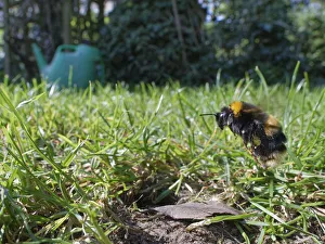 Queen Bee of Bumblebee