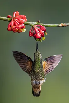 Buff-tailed coronet (Boissonneaua flavescens) drinking nectar from a flower. Mindo Buff-tailed coronet (Boissonneaua flavescens) drinking nectar from a flower. Mindo