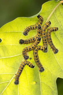 Buff tip moth (Phalera bucephala) caterpillars feeding on leaf, Meeth Quarry, Devon, UK Buff tip moth (Phalera bucephala) caterpillars feeding on leaf, Meeth Quarry, Devon, UK