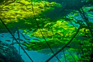 Bull kelp canopy (Nereocystis luetkeana) floating on the surface providing protective Bull kelp canopy (Nereocystis luetkeana) floating on the surface providing protective