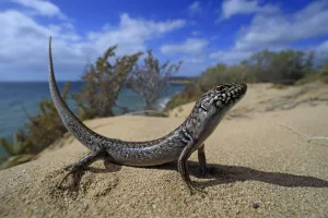 Bull Skink (Liopholis multiscutata) in coastal dunes at Browns Beach on Kangaroo Island Bull Skink (Liopholis multiscutata) in coastal dunes at Browns Beach on Kangaroo Island