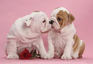 Bulldog puppies with red rose, kissing Bulldog puppies with red rose, kissing