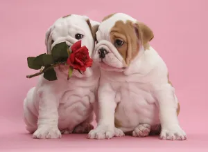 Bulldog puppies with red rose, on pink background Bulldog puppies with red rose, on pink background