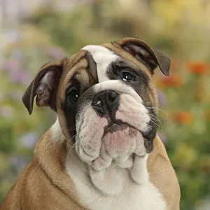 Bulldog puppy, 12 weeks, with background of flowers Bulldog puppy, 12 weeks, with background of flowers