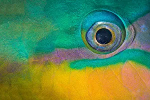 Bullethead parrotfish (Chlorurus sordidus) male, close up of eye, whilst sleeping at night Bullethead parrotfish (Chlorurus sordidus) male, close up of eye, whilst sleeping at night