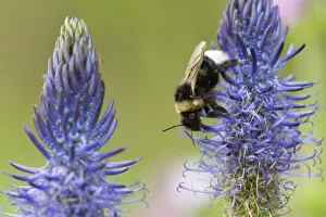 Bumblebee (Bombus) on Rampion flower (Phyteuma), France, May Bumblebee (Bombus) on Rampion flower (Phyteuma), France, May