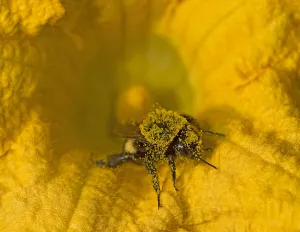 Bumblebee (Bombus sp) in Squash (Cucurbita sp) flower, covered in pollen Bumblebee (Bombus sp) in Squash (Cucurbita sp) flower, covered in pollen