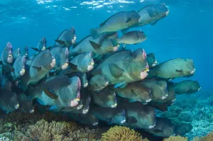 Bumphead parrotfish (Bolbometopon muricatum) gather at dawn on a shallow coral reef Bumphead parrotfish (Bolbometopon muricatum) gather at dawn on a shallow coral reef