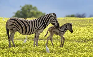 Burchells zebra (Equus burchelli) mother and foal amongst Devilsthorn flowers Burchells zebra (Equus burchelli) mother and foal amongst Devilsthorn flowers