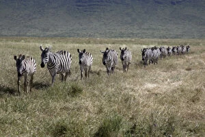 Images Dated 27th June 2006: Burchells zebra (Equus quagga burchellii) walking in single file, Ngorongoro Crater