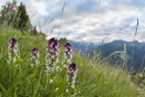 Burnt / Burnt-tip Orchid (Orchis ustulata) flowering in ancient alpine meadow. Nordtirol Burnt / Burnt-tip Orchid (Orchis ustulata) flowering in ancient alpine meadow. Nordtirol