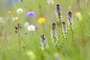 Burnt-tip orchid (Neotinea ustulata) group flowering in species rich ancient alpine meadow Burnt-tip orchid (Neotinea ustulata) group flowering in species rich ancient alpine meadow