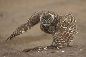 Images Dated 23rd August 2018: Burrowing owl (Athene cunicularia) doing rain dance, spreading wings