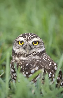 Burrowing Owl (Athene cunicularia) in grass, Cape Coral, Florida, USA Burrowing Owl (Athene cunicularia) in grass, Cape Coral, Florida, USA