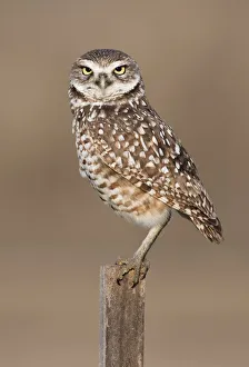 Burrowing Owl {Athene cunicularia} perched on post, Cape Coral, Florida, USA Burrowing Owl {Athene cunicularia} perched on post, Cape Coral, Florida, USA