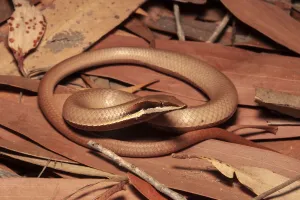Burtons legless lizard (Liasis burtoni) camouflaged in leaf litter Burtons legless lizard (Liasis burtoni) camouflaged in leaf litter