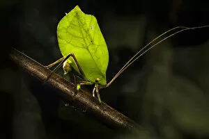 Bush cricket / Katydid (Tettigoniidae ), female leaf mimic ovipositing into branch