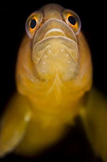 Images Dated 1st May 2011: Butterfish (Pholis gunnellus) portrait. Gardur, south west Iceland. North Atlantic Ocean