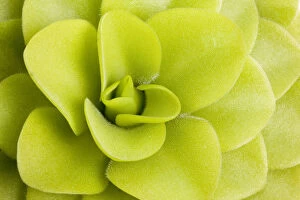 Abstracts Gallery: Butterwort (Pinguicula gigantea) leaves, insectivorous plants, cultivated specimen
