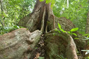Images Dated 16th January 2011: Buttress roots of rainforest tree, Loango National Park, Gabon