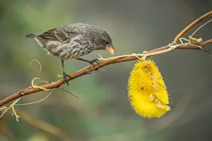 Bunting And American Sparrows Gallery: Small Ground Finch Collection
