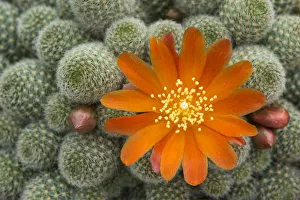 Cactus flower (Rebutia fabrisii, var nana) cultivated plant Cactus flower (Rebutia fabrisii, var nana) cultivated plant