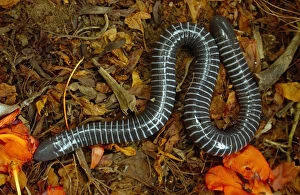 Images Dated 17th October 2001: Caecilian (Siphonops annulata) amongst leaf litter, Amazon Rainforest. Ecuador