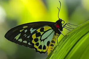 Images Dated 10th September 2019: Cairns birdwing butterfly (Ornithoptera euphorion) male resting on leaf