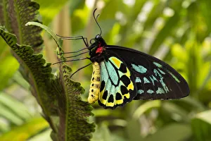 Cairns birdwing butterfly (Ornithoptera euphorion) male resting on fern Cairns birdwing butterfly (Ornithoptera euphorion) male resting on fern