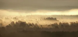 Images Dated 8th June 2011: Caledonian pine forest in mist at sunrise, Rothiemurchus Forest, Cairngorms NP, Highland