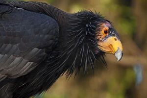 Cathartidae Gallery: California condor (Gymnogyps californianus), IUCN Critically Endangered, captive