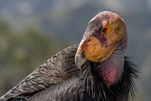 Cathartidae Gallery: California condor (Gymnogyps californianus). in wild, Baja, Mexico