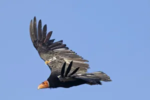 Cathartidae Gallery: California condor (Gymnogyps californianus) in flight, wings radio tagged