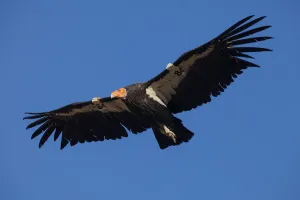 Cathartidae Gallery: California condor (Gymnogyps californianus) in flight, wings radio tagged