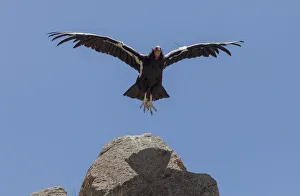 Cathartidae Gallery: California Condor (Gymnogyps californianus) in flight. California condor recovery program