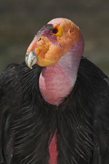 Cathartidae Gallery: California condor (Gymnogyps californianus), portrait. California condor recovery program