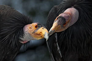 Images Dated 14th November 2011: California condors (Gymnnogyps californicus) interacting. Captive. Endangered species