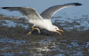 California Gull (Larus californicus), foraging for alkali flies (Ephydra hians) by California Gull (Larus californicus), foraging for alkali flies (Ephydra hians) by