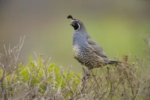 California Quail (Callipepla californica), adult male perched on bush, acting as sentinel California Quail (Callipepla californica), adult male perched on bush, acting as sentinel