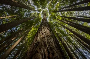 California redwoods (Sequoia sempervirens) planted in 1939, Beech Forest, Victoria California redwoods (Sequoia sempervirens) planted in 1939, Beech Forest, Victoria