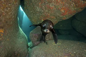 California sea lion pup (Zalophus californianus) portrait in a rocky underwater cave California sea lion pup (Zalophus californianus) portrait in a rocky underwater cave