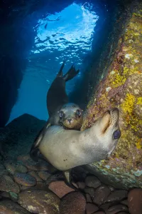 California sea lion (Zalophus californianus) pups in an underwater cave. Los Islotes California sea lion (Zalophus californianus) pups in an underwater cave. Los Islotes