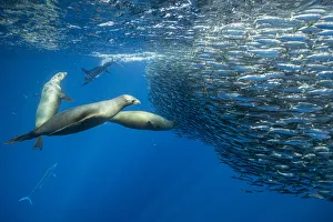 California sea lion (Zalophus californianus) feeding on Sardine bait ball (Sardinops sagax) California sea lion (Zalophus californianus) feeding on Sardine bait ball (Sardinops sagax)