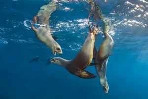 California sea lions (Zalophus californianus) group playing in the sun in the early California sea lions (Zalophus californianus) group playing in the sun in the early
